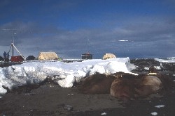 JW0PK 2001 – Trichechi che riposano sulla spiaggia, con il campo e le antenne sullo sfondo.