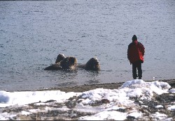 JW0PK 2001 – Trichechi a pochi metri dalla riva.